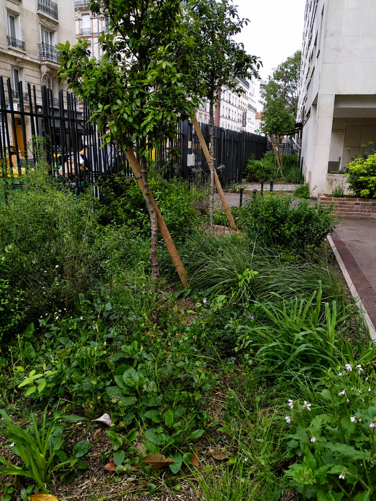 Désimperméabilisation et végétalisation des espaces extérieurs  d’une résidence à Paris (75) (3)