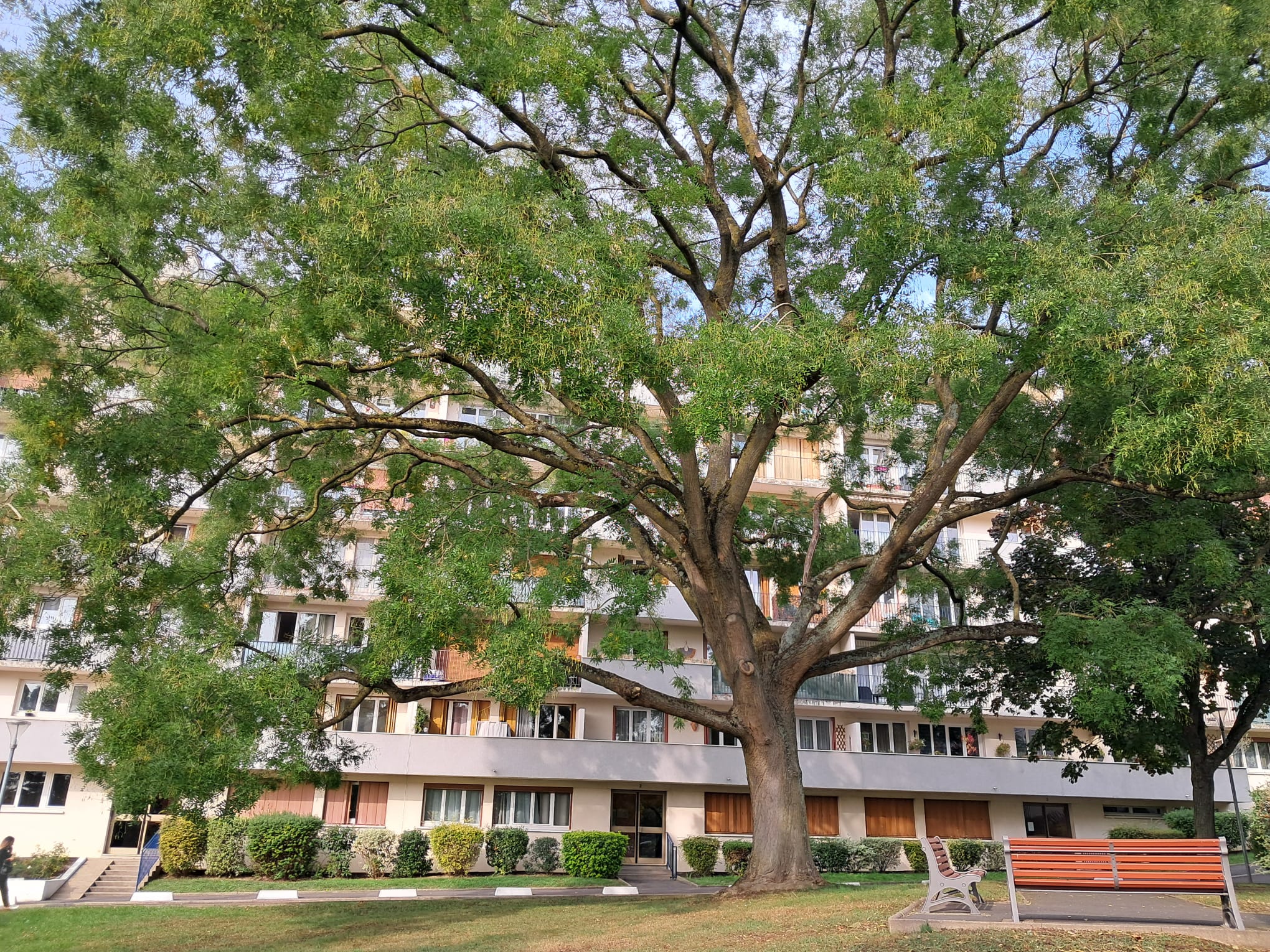 Taille sanitaire et éclaircissage d’un grand Sophora dans une résidence à Rungis (94)