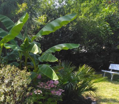 Entretien et aménagement du jardin d’une villa à Garches (92)