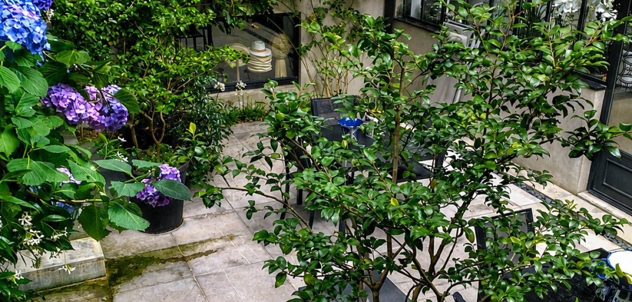 Entretien et aménagement du jardin d’une villa à Garches (92) (2)