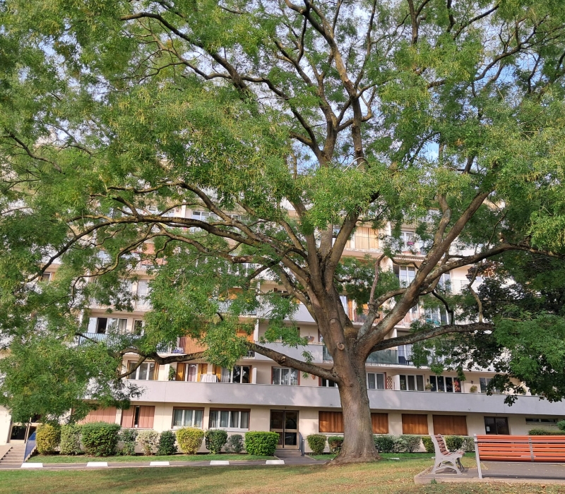 Taille sanitaire et éclaircissage d’un grand Sophora dans une résidence à Rungis (94)