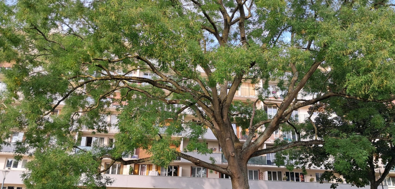 Taille sanitaire et éclaircissage d’un grand Sophora dans une résidence à Rungis (94)