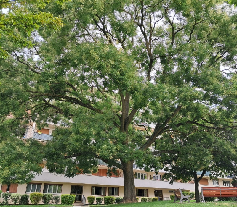 Taille sanitaire et éclaircissage d’un grand Sophora dans une résidence à Rungis (94) (2)
