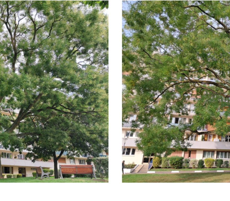 Taille sanitaire et éclaircissage d’un grand Sophora dans une résidence à Rungis (94) (4)