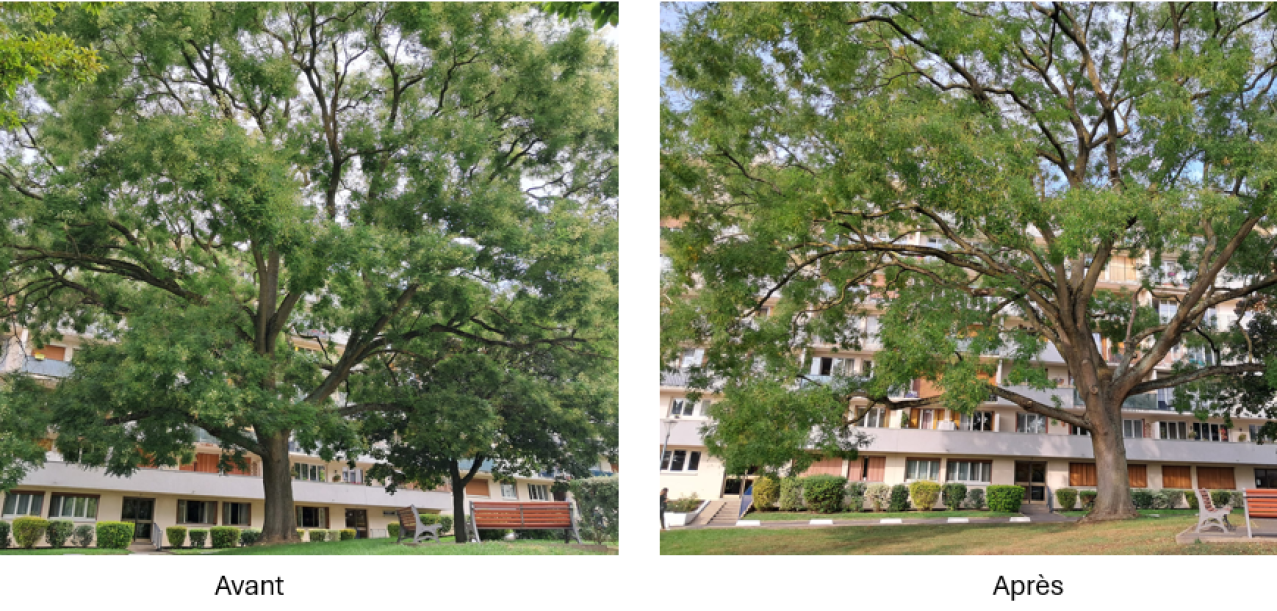 Taille sanitaire et éclaircissage d’un grand Sophora dans une résidence à Rungis (94) (4)