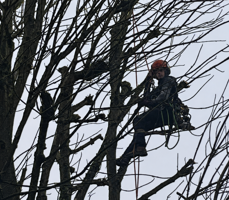 Taille sanitaire et éclaircissage d’un grand Sophora dans une résidence à Rungis (94) (3)