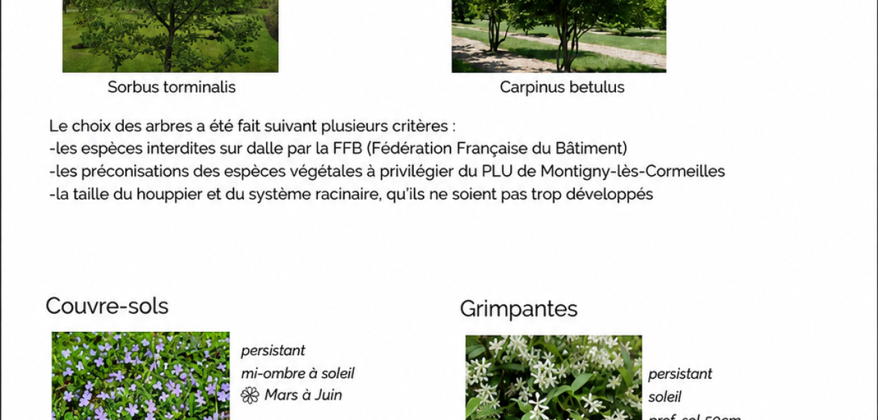 Etude de végétalisation d’une dalle bétonnée d’une copropriété  Montigny-Lès-Cormeilles (95) (2)