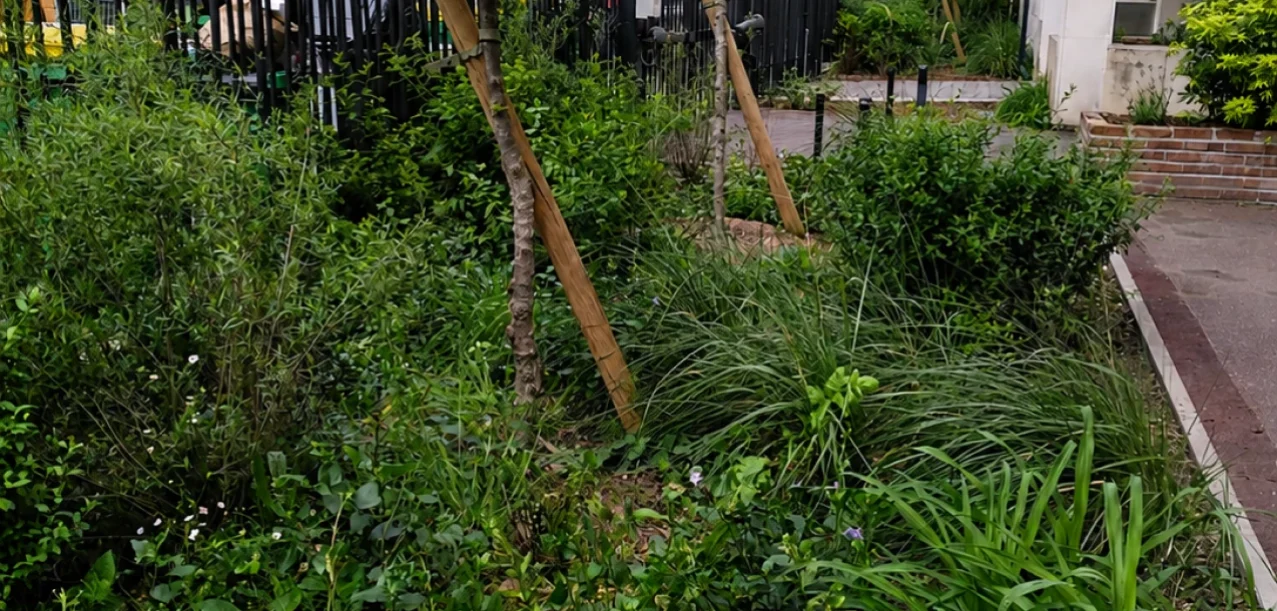 Désimperméabilisation et végétalisation des espaces extérieurs  d’une résidence à Paris (75) (3)