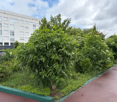 Végétalisation et entretien d’une zone d’activité à Bagneux (92) (2)