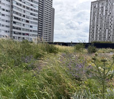 Gestion d’un toit-terrasse et des façades végétalisées d’un centre commercial (75) (2)