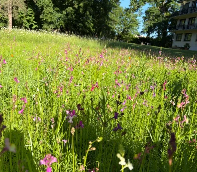 Gestion différenciée d’un parc de 45 ha d’une résidence privée (91) (1)