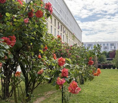 Gestion différenciée au sein d’un ensemble immobilier emblématique de l’architecte Fernand Pouillon à Montrouge (3)