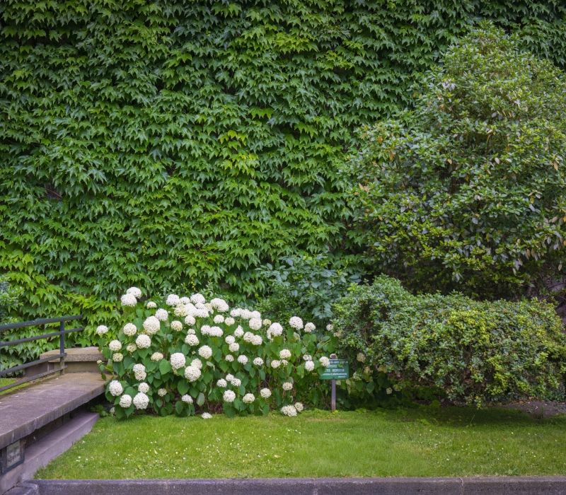 Entretien des jardins d’une résidence de standing à Paris (75016) (2)