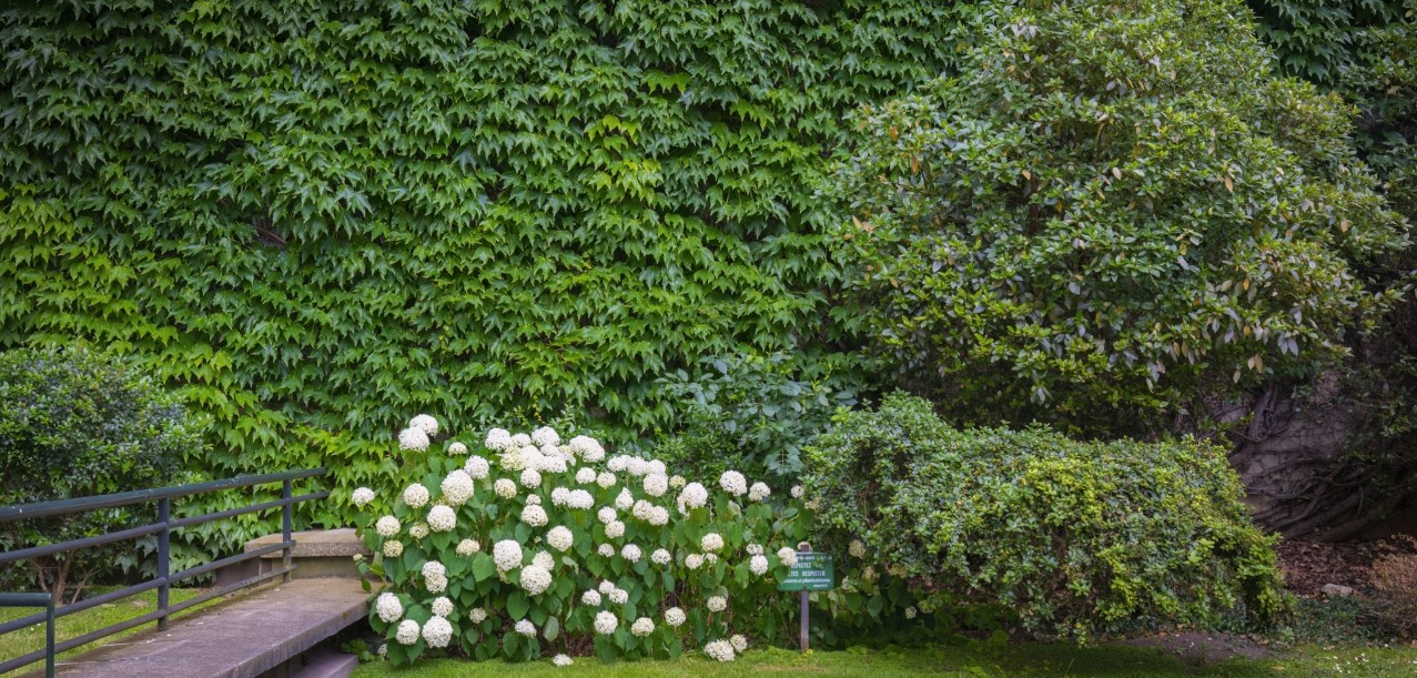Entretien des jardins d’une résidence de standing à Paris (75016) (2)