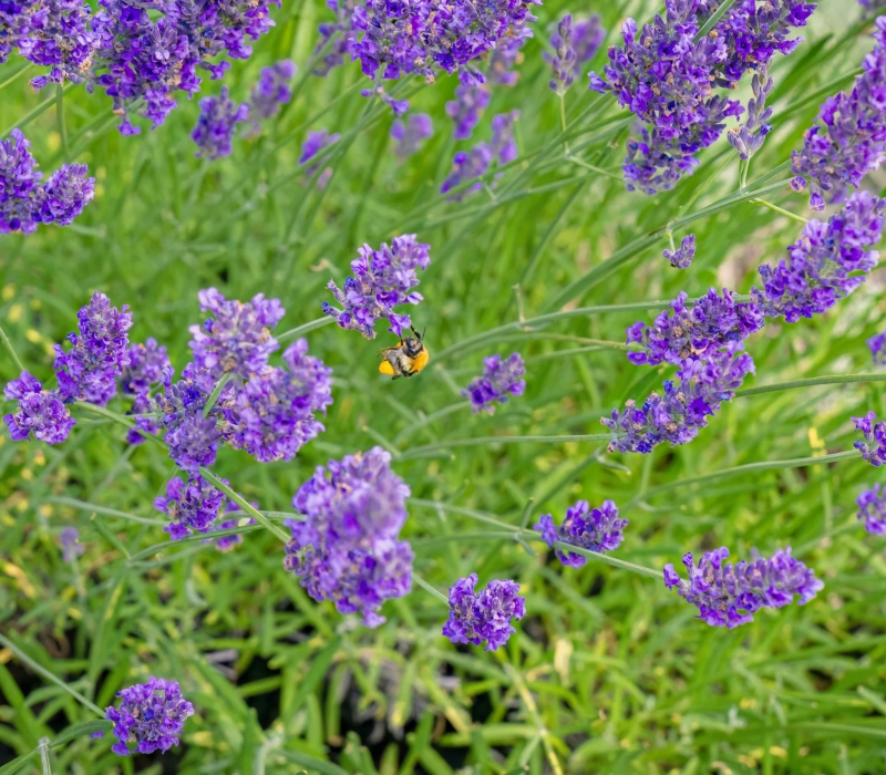 Gestion différenciée des jardins d’un Ehpad (75012)