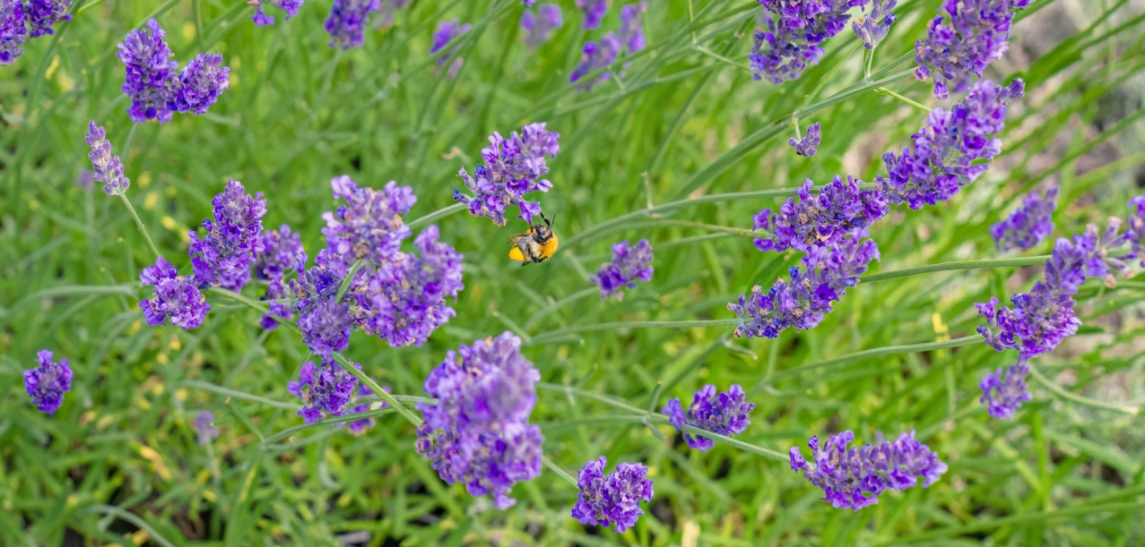 Gestion différenciée des jardins d’un Ehpad (75012)