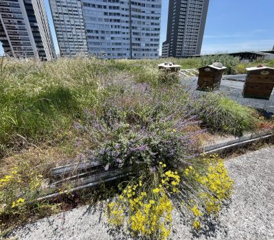 Gestion d’un toit-terrasse et des façades végétalisées d’un centre commercial (75) (3)
