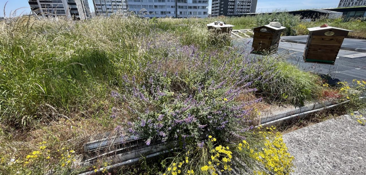 Gestion d’un toit-terrasse et des façades végétalisées d’un centre commercial (75) (3)
