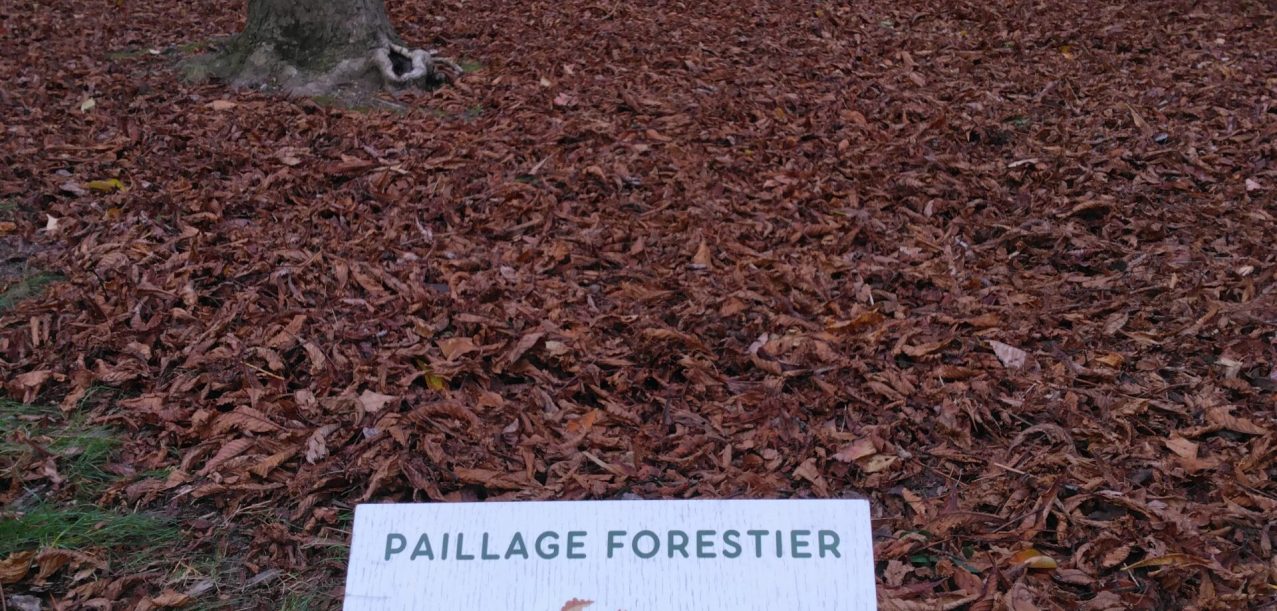 Gestion différenciée au sein d’un ensemble immobilier emblématique de l’architecte Fernand Pouillon à Montrouge (5)