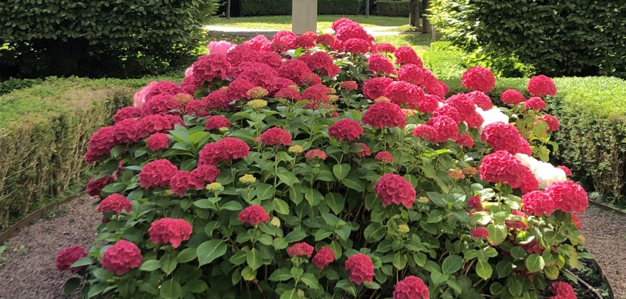 Entretien des jardins d’une grande copropriété à Chevilly-Larue (94) (3)