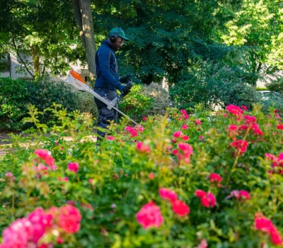 Entretien des jardins d’une grande copropriété à Chevilly-Larue (94) (5)