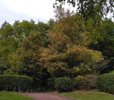 Entretien et aménagement du jardin d’une villa à Garches (92) (5)