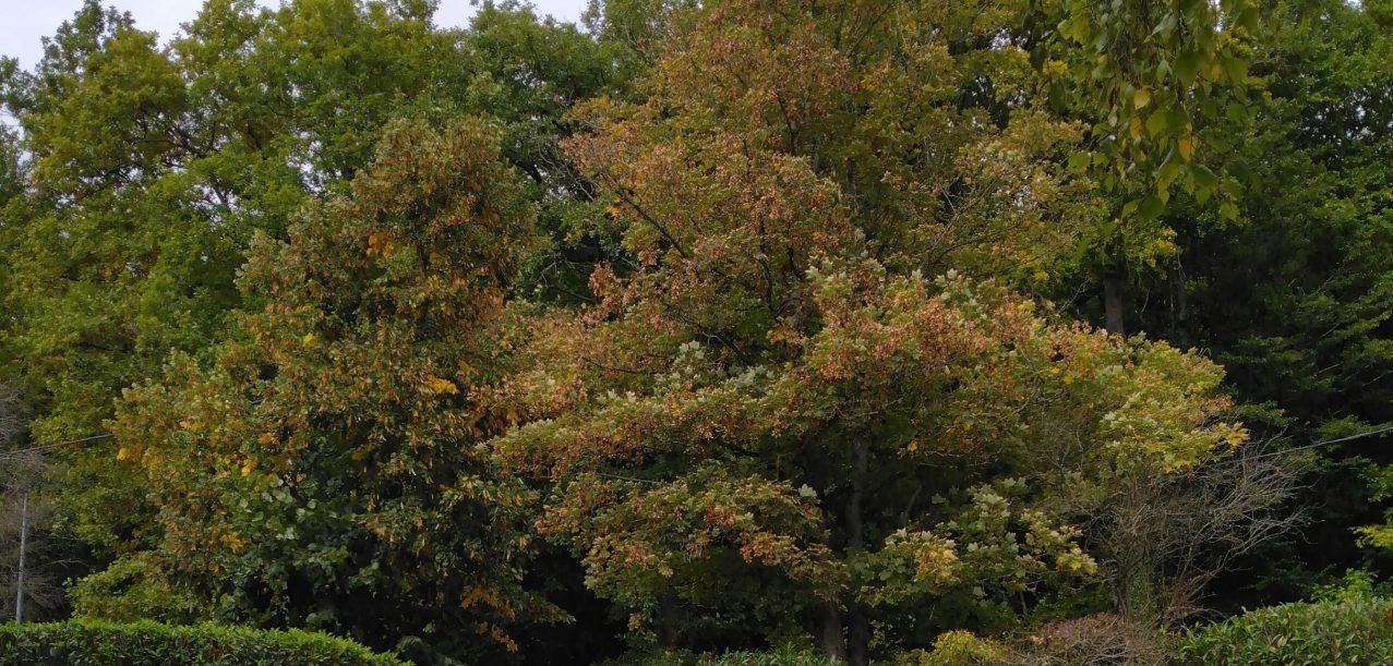 Entretien et aménagement du jardin d’une villa à Garches (92) (5)